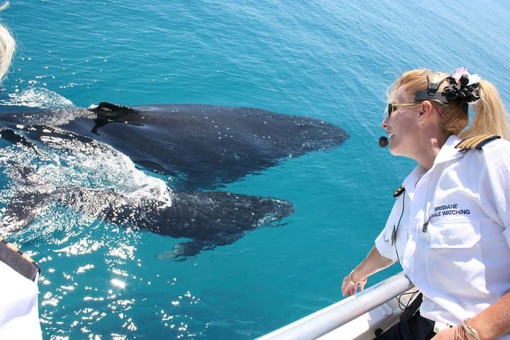 Brisbane Whale Watching Cruise from Redcliffe or Sunshine Coast