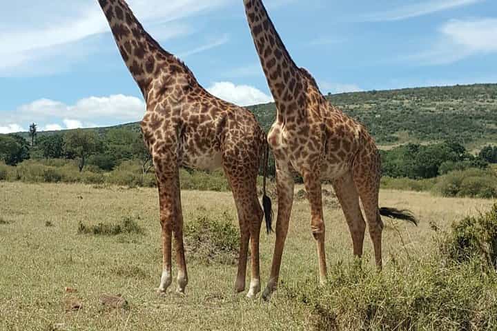 3 Days, 2 Nights Jeep Safari/Tour to Maasai Mara Game Reserve