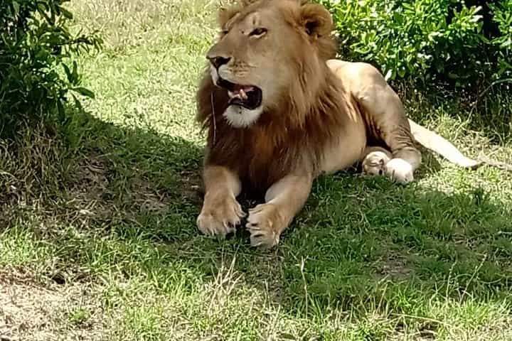 3 Days, 2 Nights Jeep Safari/Tour to Maasai Mara Game Reserve