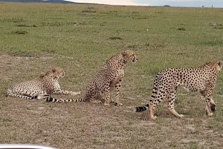 3 Days, 2 Nights Jeep Safari/Tour to Maasai Mara Game Reserve