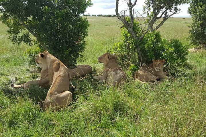 3 Days, 2 Nights Jeep Safari/Tour to Maasai Mara Game Reserve
