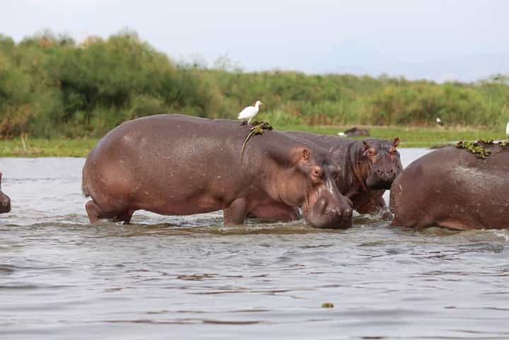 ספארי הרפתקאות באוגנדה בן 7 ימים - לודים ברמת ביניים