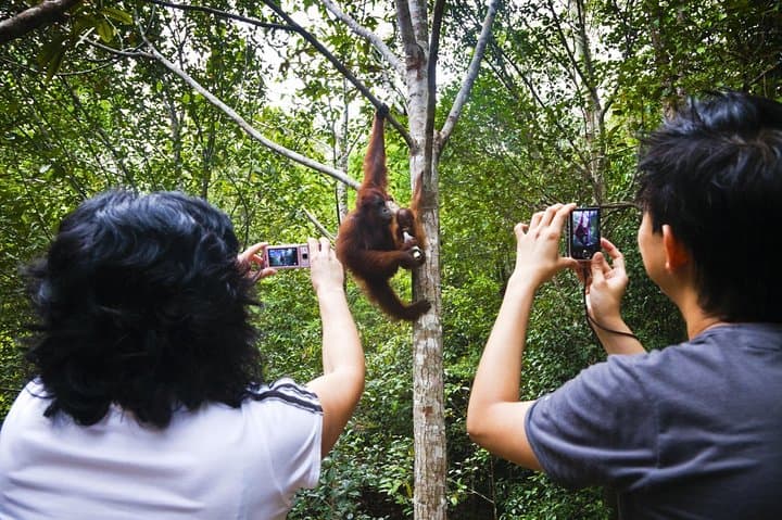 Semenggoh Wildlife Centre Tour: Discover Sarawak’s Orangutans