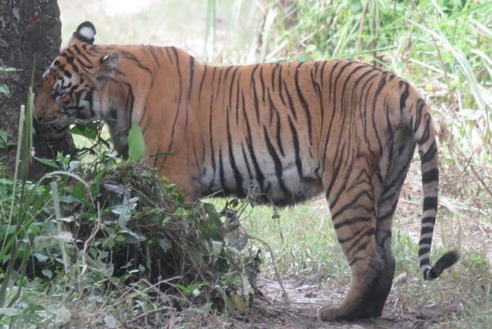 Tiger Tracking Safari in Chitwan National Park, 4 Days.
