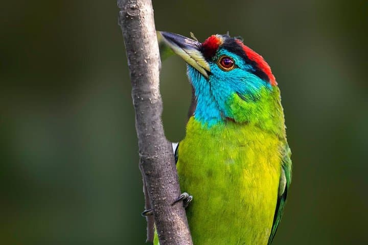 סיור צפרות במונסיארי