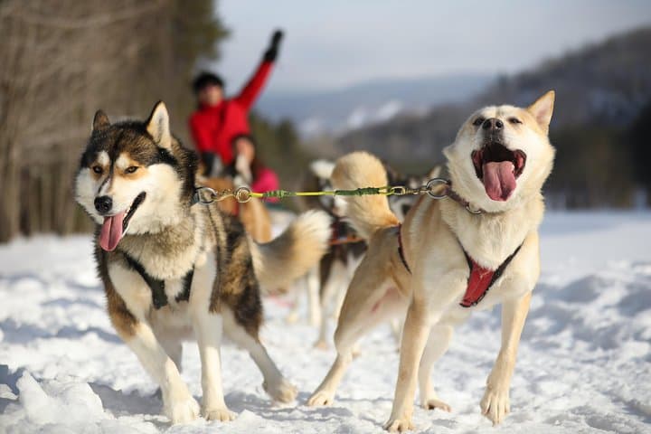 Dogsled Diable Adventure in Mont-Tremblant