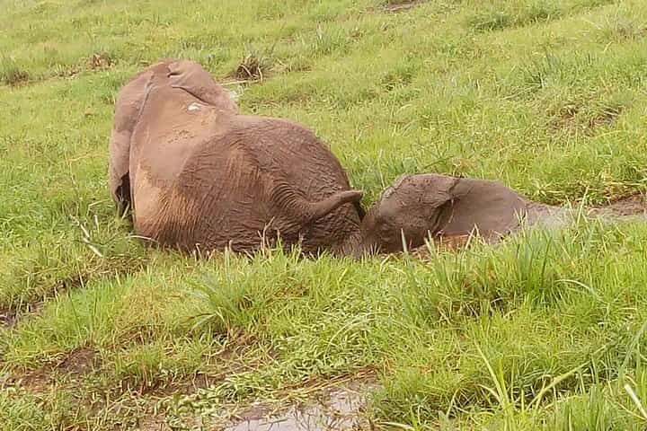חופשת ספארי הרפתקאות משולבת קניה וטנזניה במשך 8 ימים