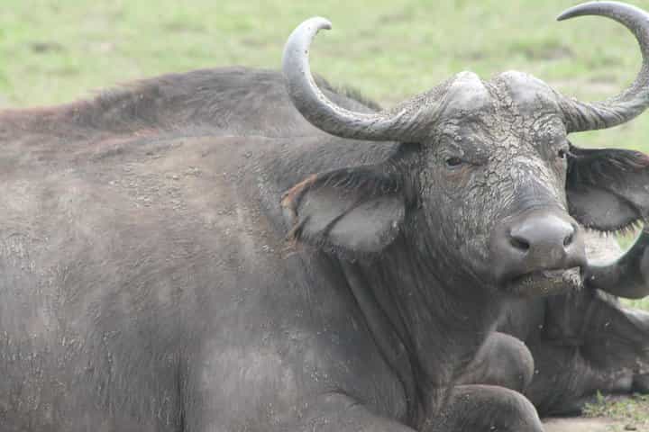 ספארי הרפתקאות של 7 ימים