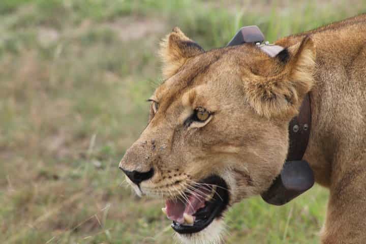 ספארי הרפתקאות של 7 ימים