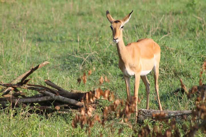 ספארי הרפתקאות של 7 ימים