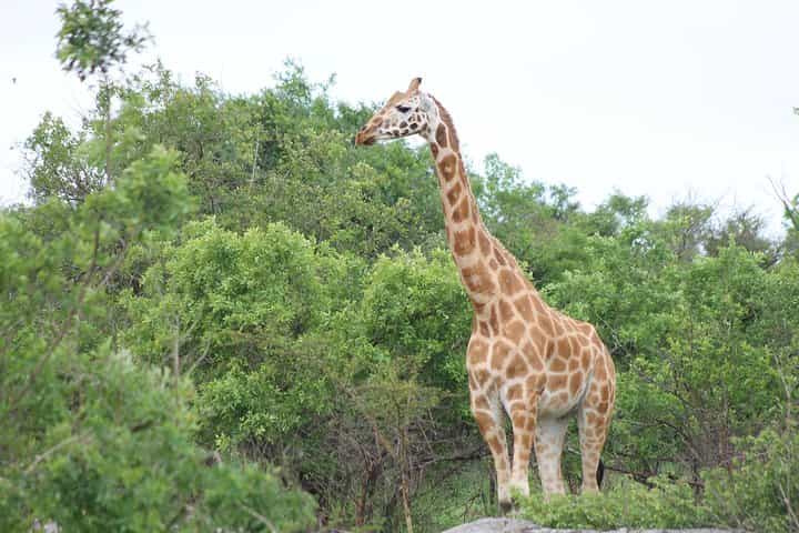 ספארי הרפתקאות של 7 ימים