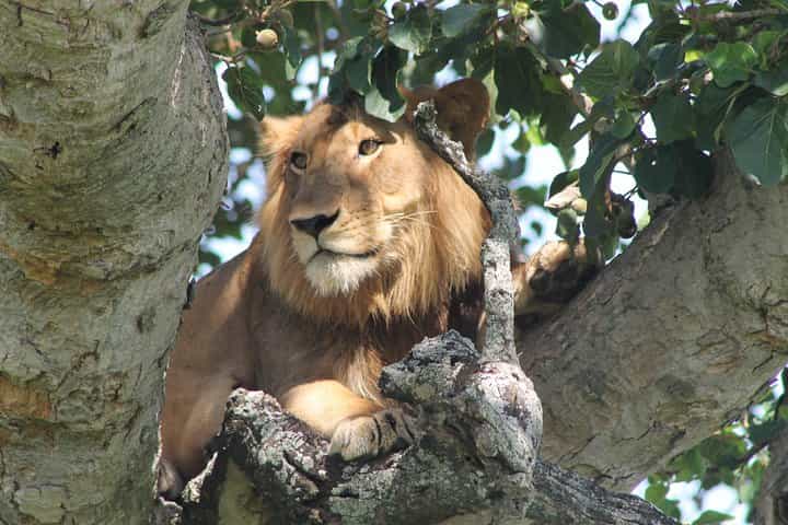 ספארי הרפתקאות של 7 ימים