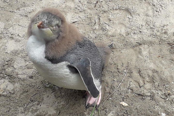 דגשי העיר דאנידין, נוף חצי האי אוטגו וסיור מודרך בשמורת הפינגווינים.