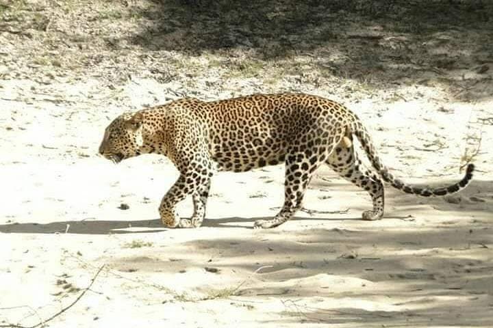 Ella sight seeing&srilanka tours