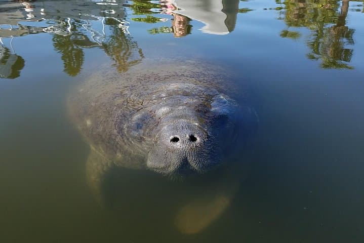 מנהרות מנגרובים, דולפינים, סיור דולפיניים מדורג #1 בקוקה ביץ'