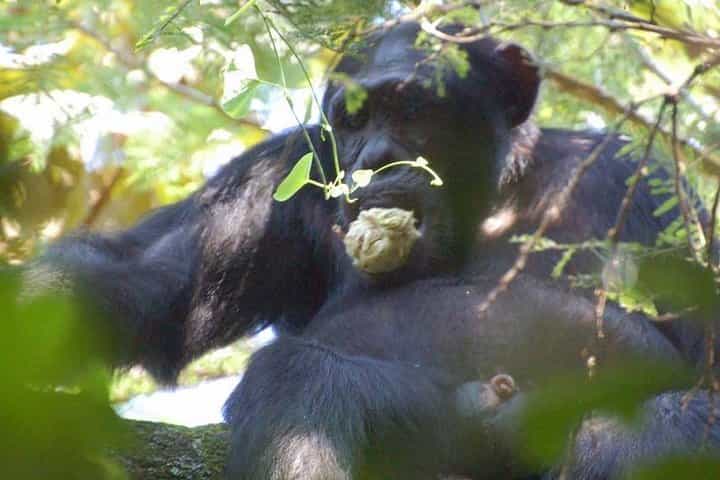 מעקב אחרי שימפנזים במשך 2 ימים וטיול על קו העצים בניונגווה