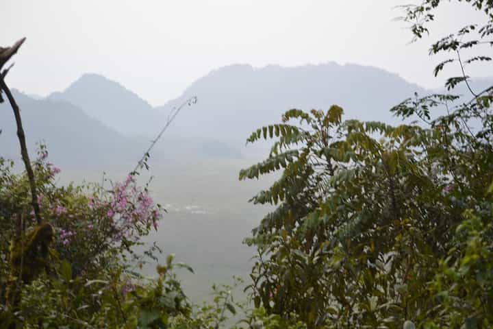 מעקב אחרי שימפנזים במשך 2 ימים וטיול על קו העצים בניונגווה