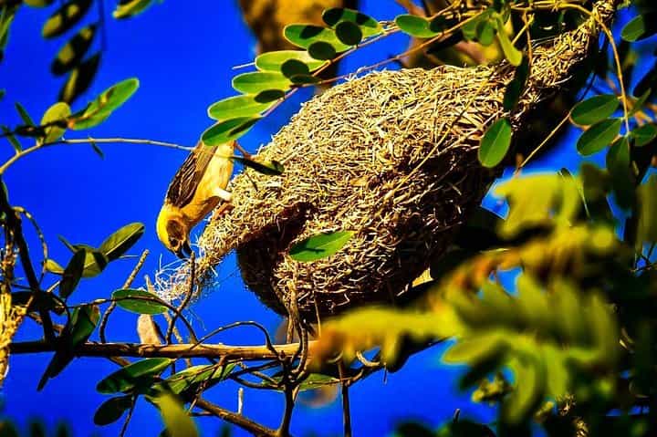 פעילויות צפרות בבאגאן