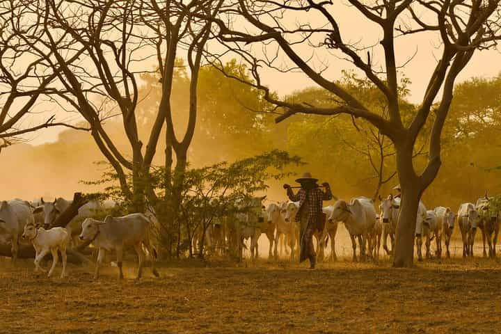 פעילויות צפרות בבאגאן