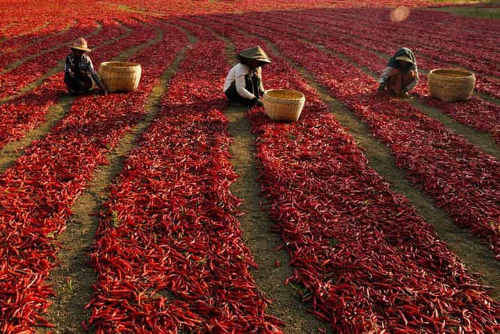 פעילויות צפרות בבאגאן