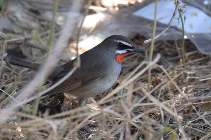 פעילויות צפרות בבאגאן