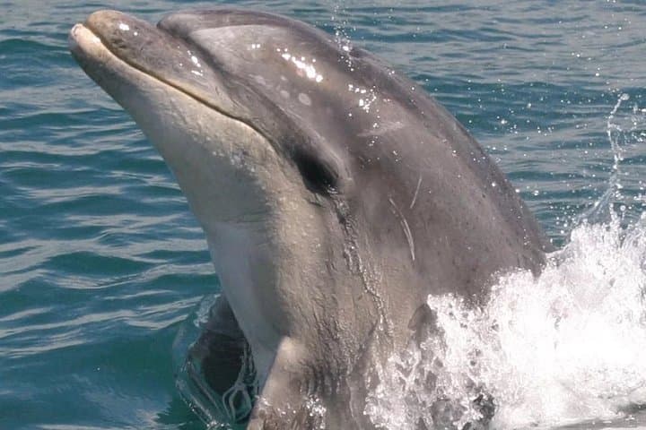 סיור במקלט חיי הבר במוטוארה ושייט דולפינים מפיקטון