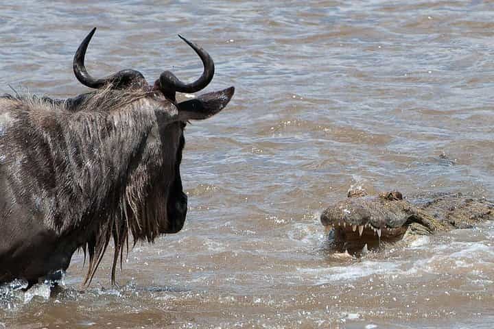 3 Days Masai Mara Wildebeest migration safari