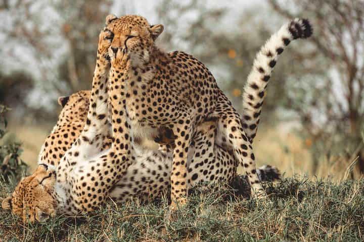 3 Days Masai Mara Wildebeest migration safari