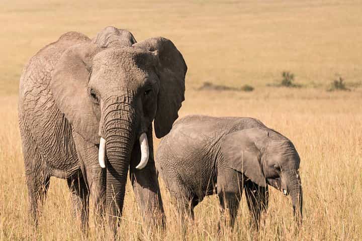 3 Days Masai Mara Wildebeest migration safari