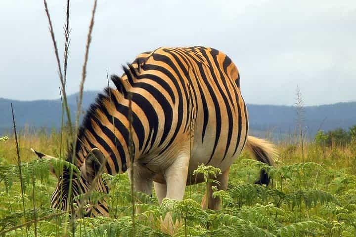 Journey to 2 Kingdoms and 2 Countries 12 Days/11 Nights (Comfort)