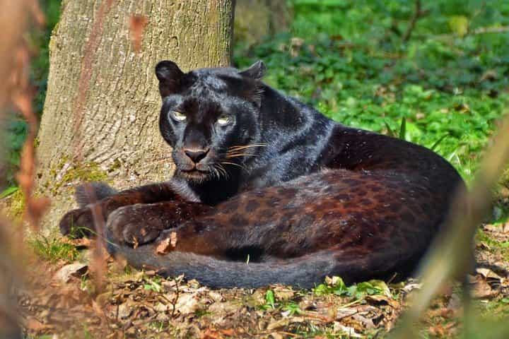 Azobe East Adventure Safari 13D/12N