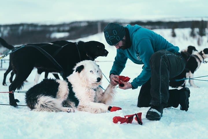 Tromso Self-Drive Husky Dog Sledding