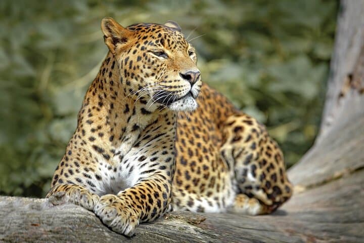 ספארי פארק לאומי וילפאטו מדמבלה