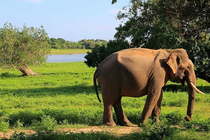 Yala safari Day trip from Bentota | Ahungalla | Hikkaduwa