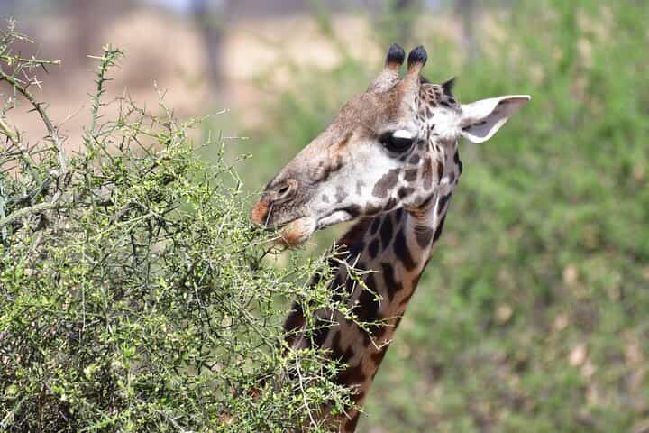 טיול ספארי של 7 ימים למכתש נגורונגורו קרנפים