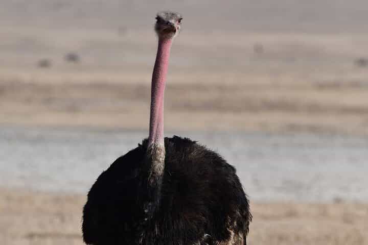 טיול ספארי של 7 ימים למכתש נגורונגורו קרנפים