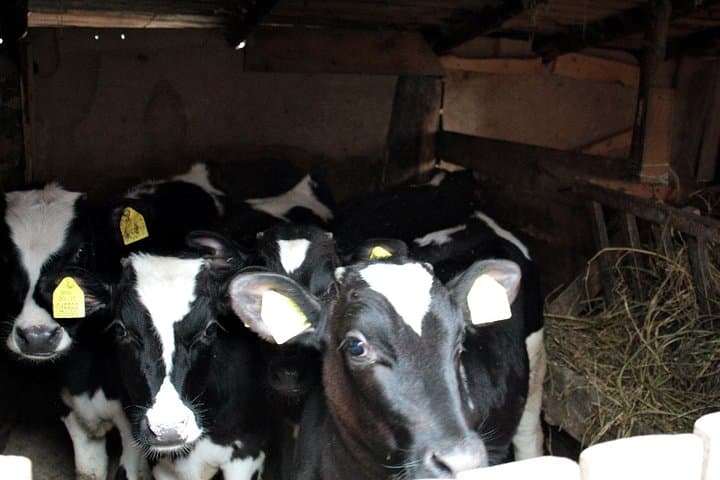 עזור למארחים: הכנת לחם, הכנת יוגורט ושמירת בקר.