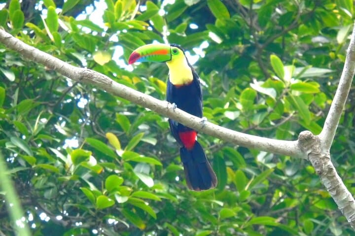 סיור קו השייט קולון: יער גשם, מצודת סן לורנצו והרחבת התעלה