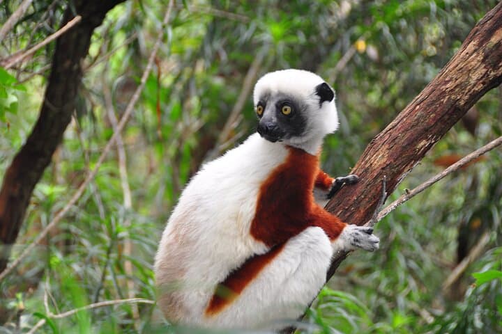 סיור פרטי של 3 ימים לפארק אנדאסיבה