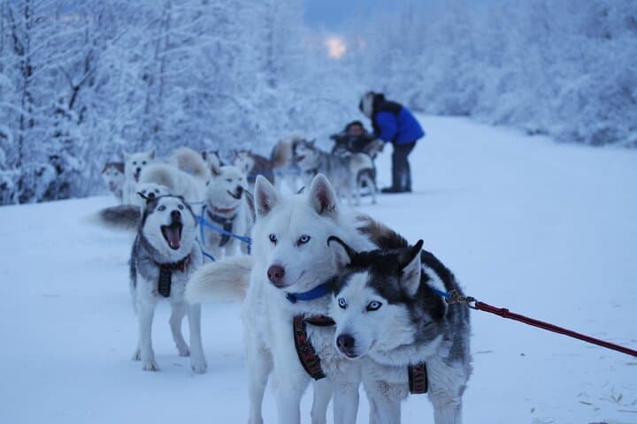 Free Pickup/Drop off: Dog Sledding with Free Photo in Fairbanks