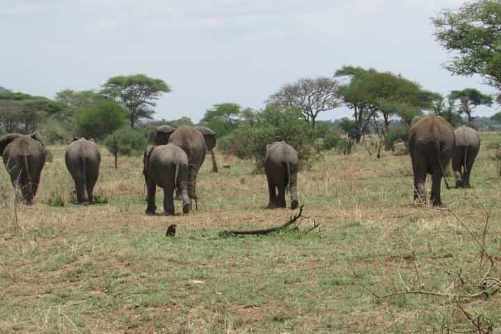 3Days Serengeti Safaris Trip.2nights Serengeti Safari Lodge.