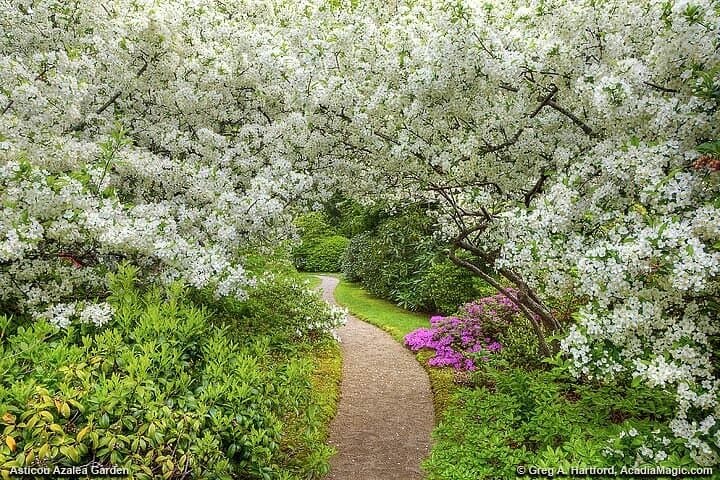 6 Hour: Premiere & Private Acadia National Park with Lobster Pier