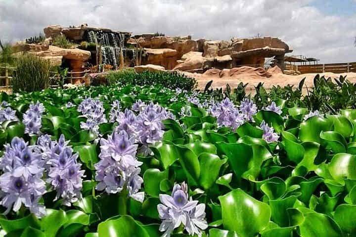 Crocodile Park including Transportation and entrance