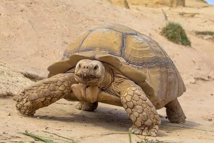 Crocodile Park including Transportation and entrance