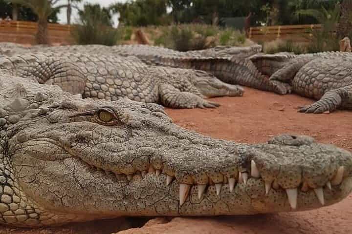 Crocodile Park including Transportation and entrance