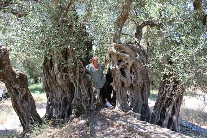 סיור חסות והגנה על עצי זית רתימנו