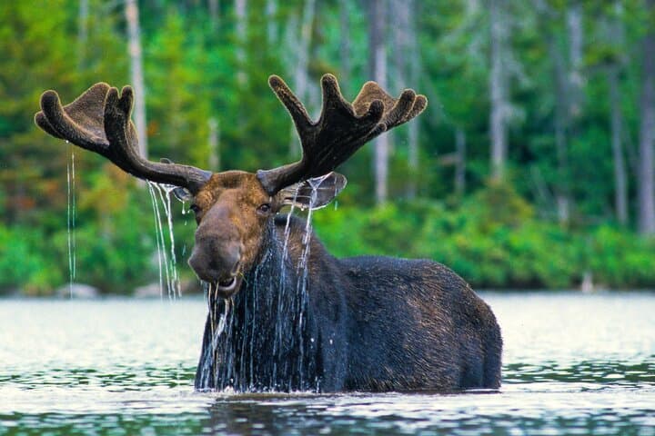 הרפתקאת חיות הבר של גרנד טטון במשך 4 שעות בשקיעה