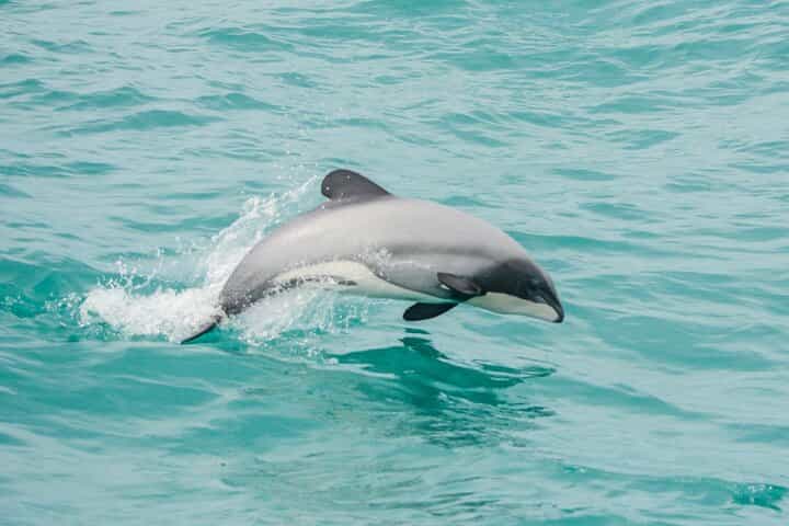 Akaroa Dolphins ~ Harbour Nature Cruise