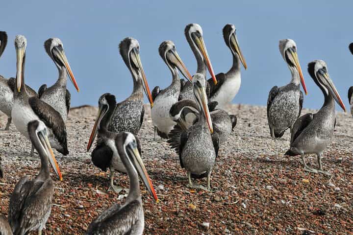 Lima City Tour + Palomino Islands – Colonial Area & Miraflores
