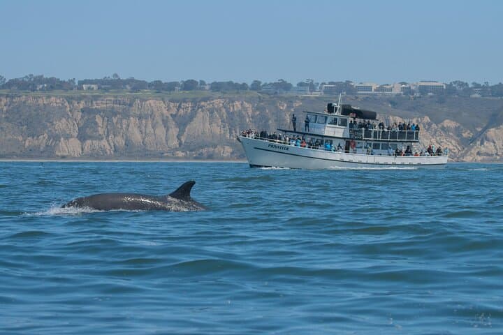 San Diego Whale Watching & Dolphin Cruise
